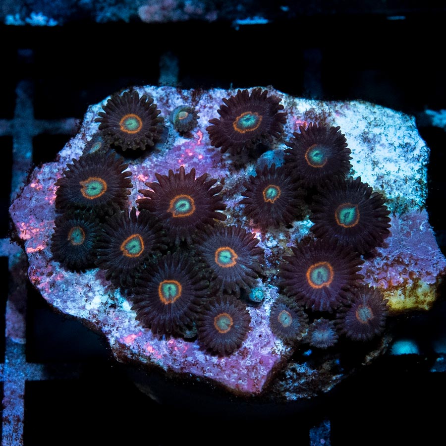 SBM Zoanthus UFO 20 pol