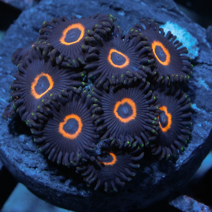 SBM Zoanthus UFO 10 pol