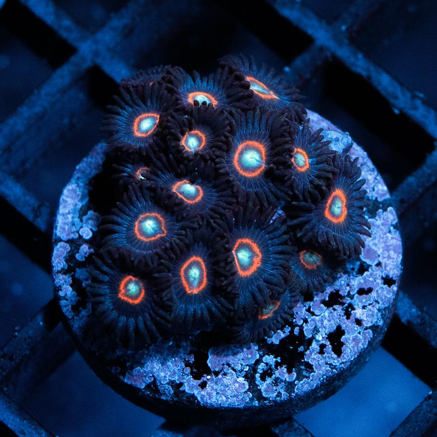 SBM Zoanthus UFO 20 pol