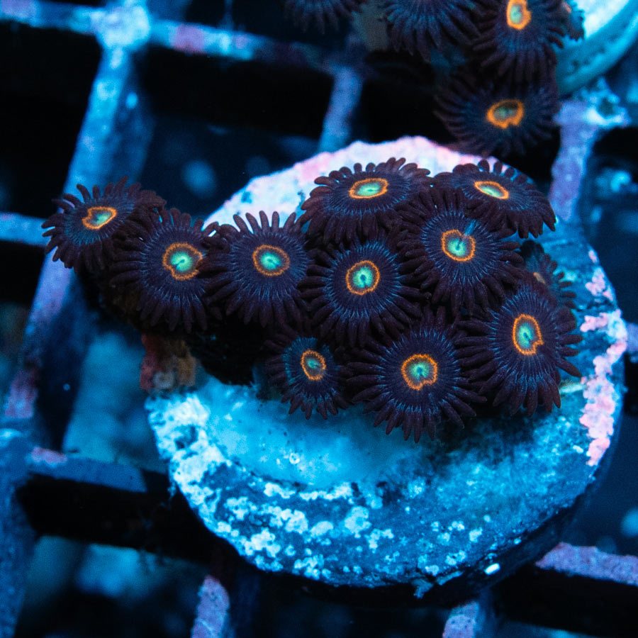 SBM Zoanthus UFO 10 pol