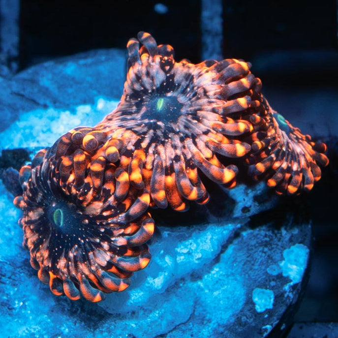 SBM Zoanthus Utter Chaos 3 pol