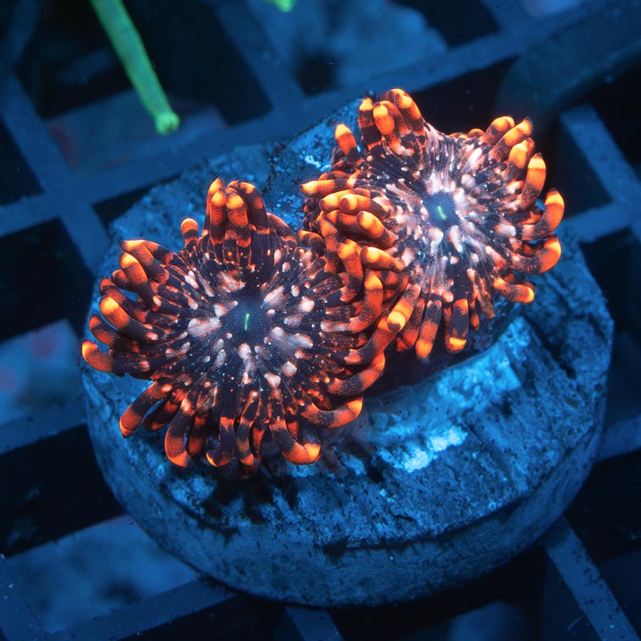 SBM Zoanthus Utter Chaos (long polyp) (espectacular)