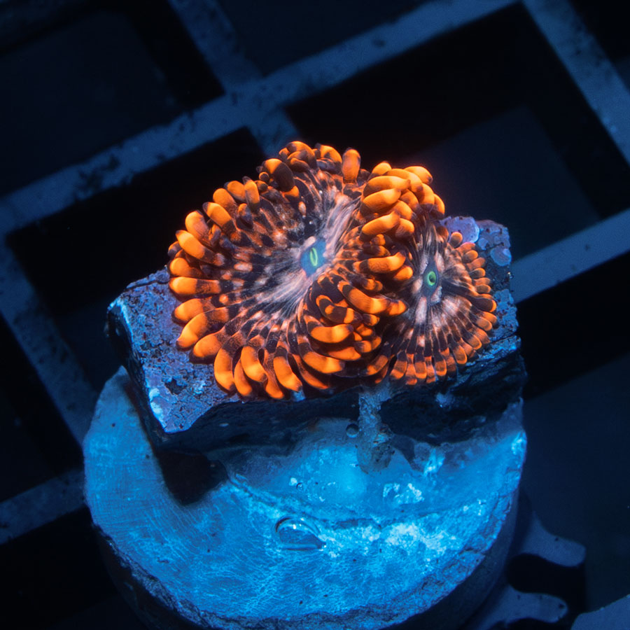 SBM Zoanthus Utter Chaos