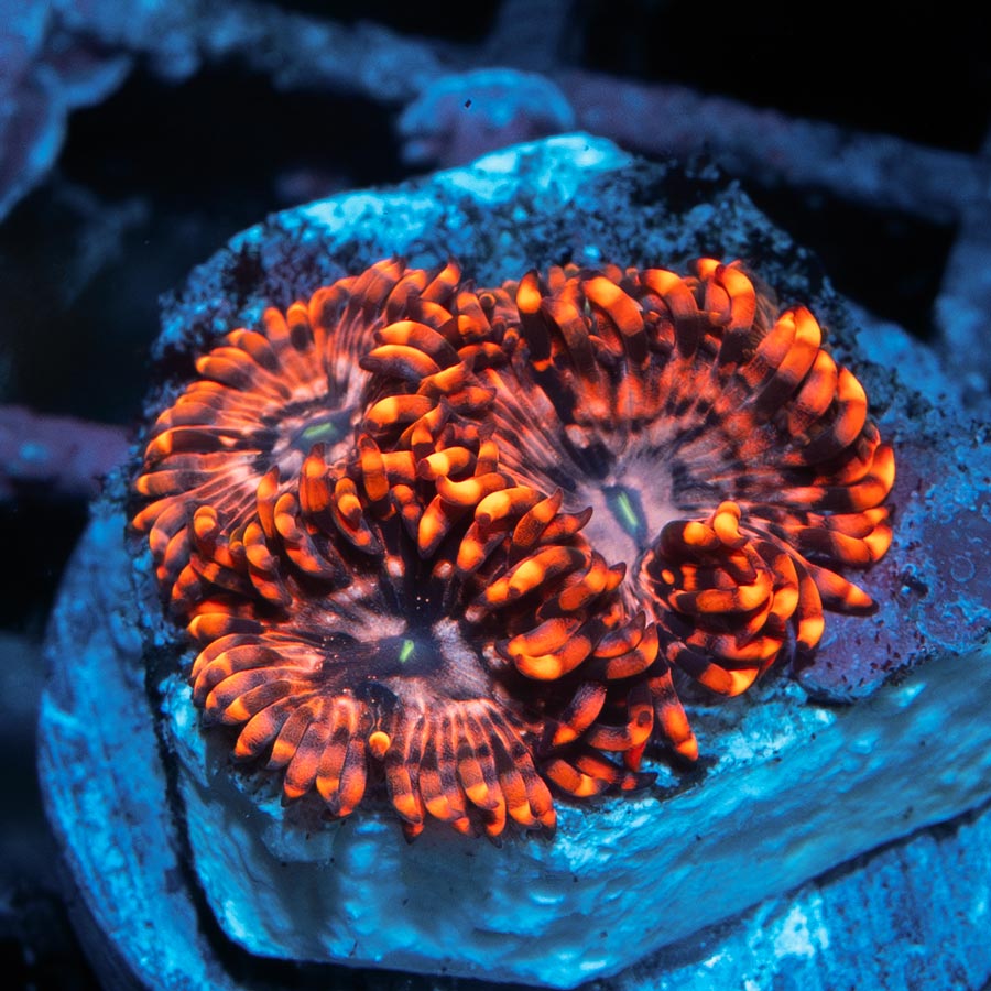 SBM Zoanthus Utter Chaos 3 pol