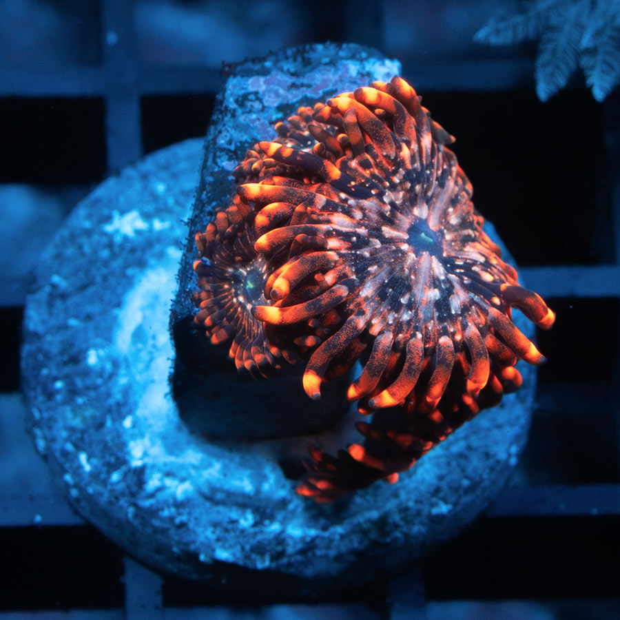 SBM Zoanthus Utter Chaos (long polyp) (espectacular)