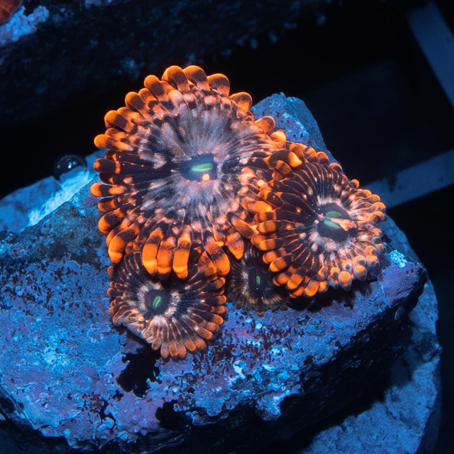 SBM Zoanthus Utter Chaos