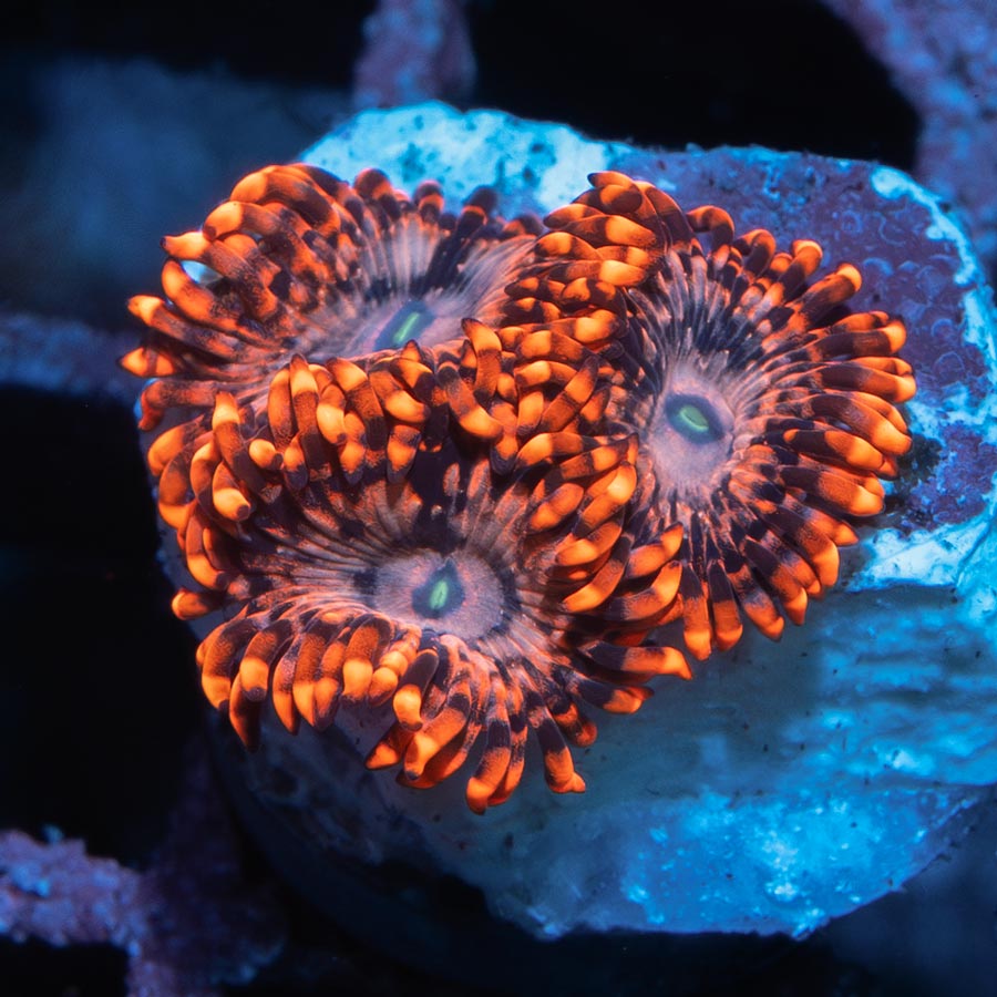 SBM Zoanthus Utter Chaos 3 pol
