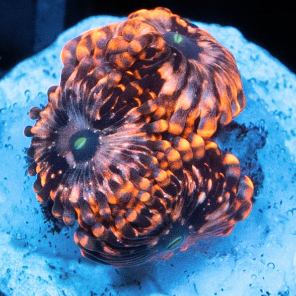 SBM Zoanthus Utter Chaos 4 pol