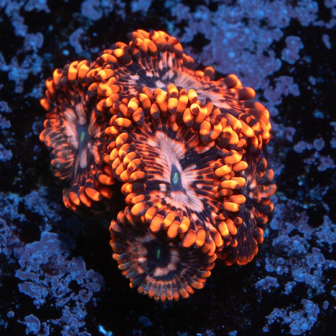 SBM Zoanthus Utter Chaos (preciosos)