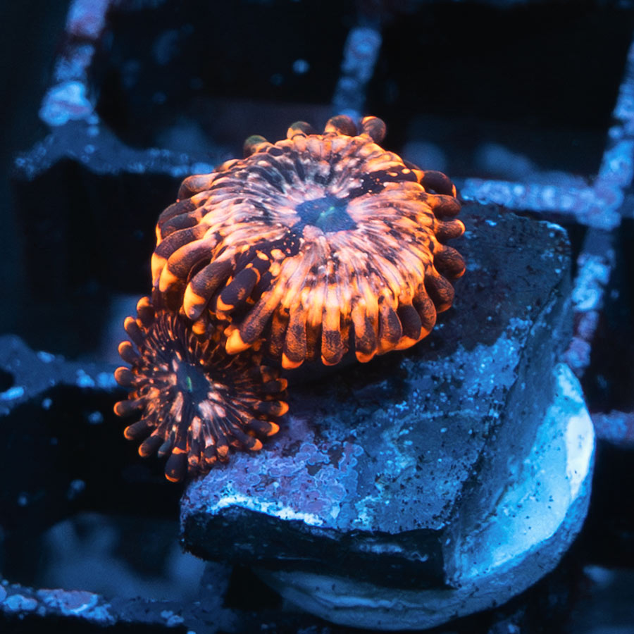 SBM Zoanthus Utter Chaos