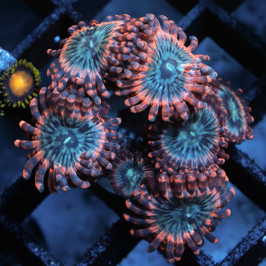 SBM Zoanthus Utter Peace