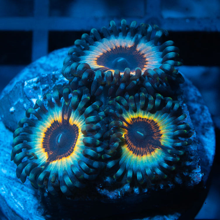 SBM Zoanthus Vampire In Drag 3 pol