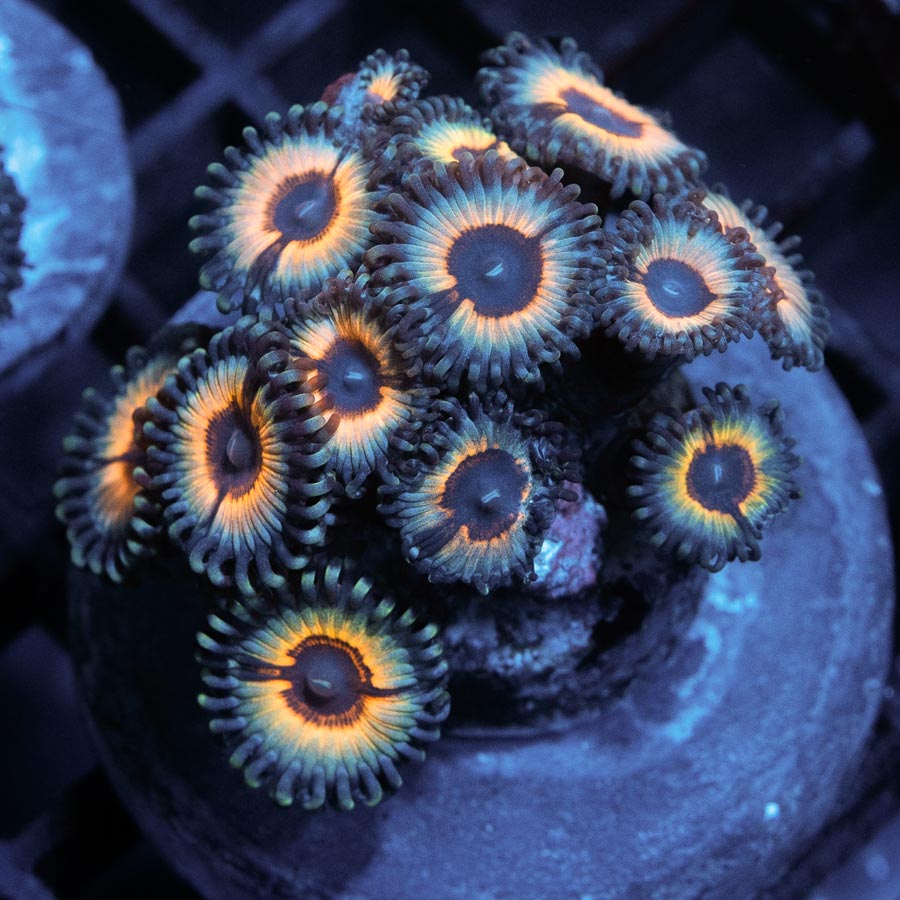 SBM Zoanthus Vampire In Drag 15 pol