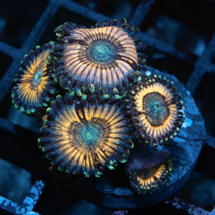 SBM Zoanthus Petroglips 5 pol.