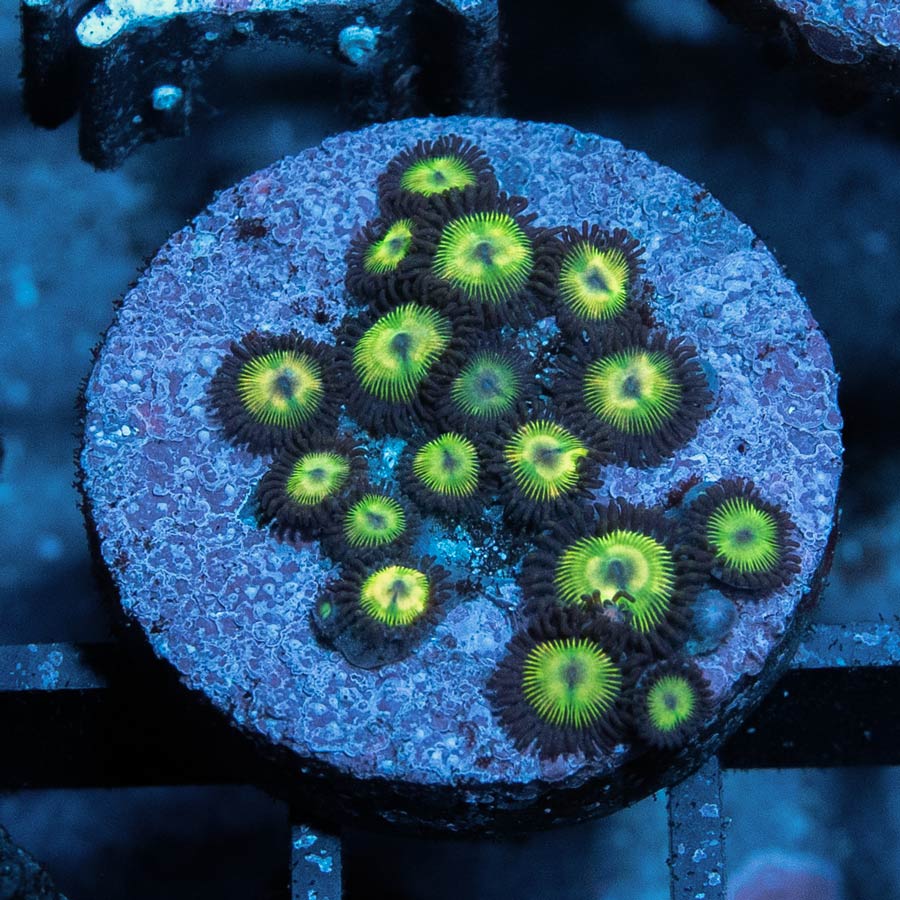 SBM Zoanthus Green Lantern 15 pol