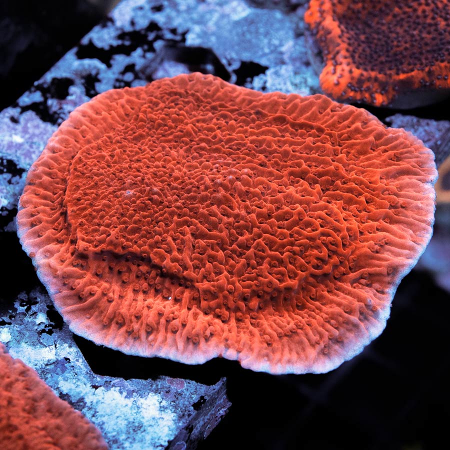 SBM Montipora Plato Roja