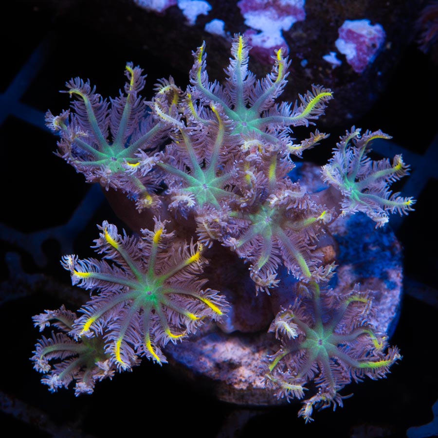 SBM Clavularia Papaya ''Orange Infusion''