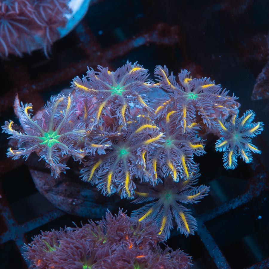 SBM Clavularia Papaya ''Orange Infusion''