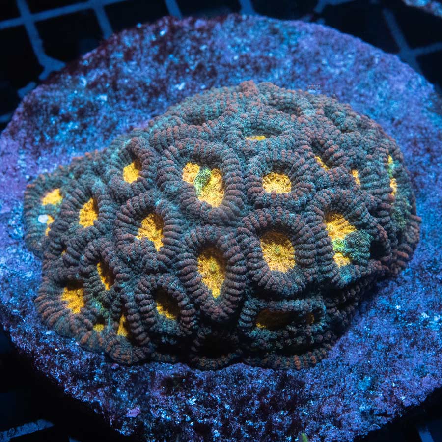SBM Favia Pot Of Gold (ejemplar reproductor)7 cm