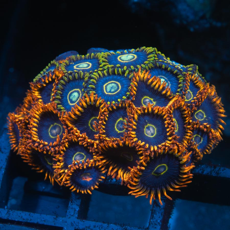 SBM Zoanthus Blue Hornet + Rainbow Hornet 35 pol
