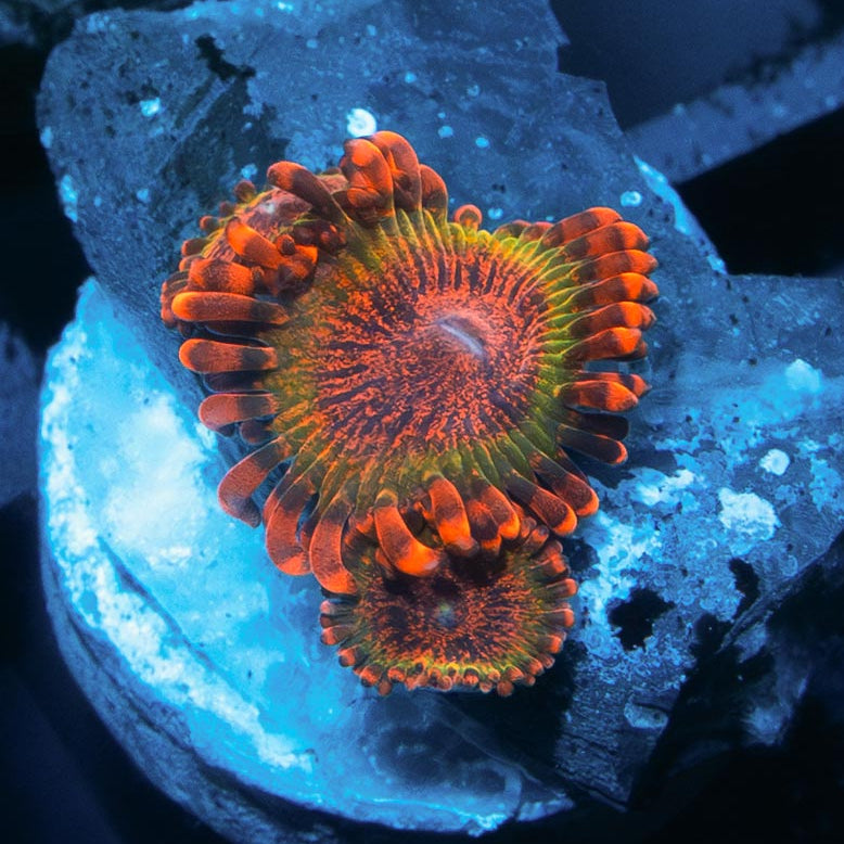 SBM Zoanthus Speckled Krakatoa