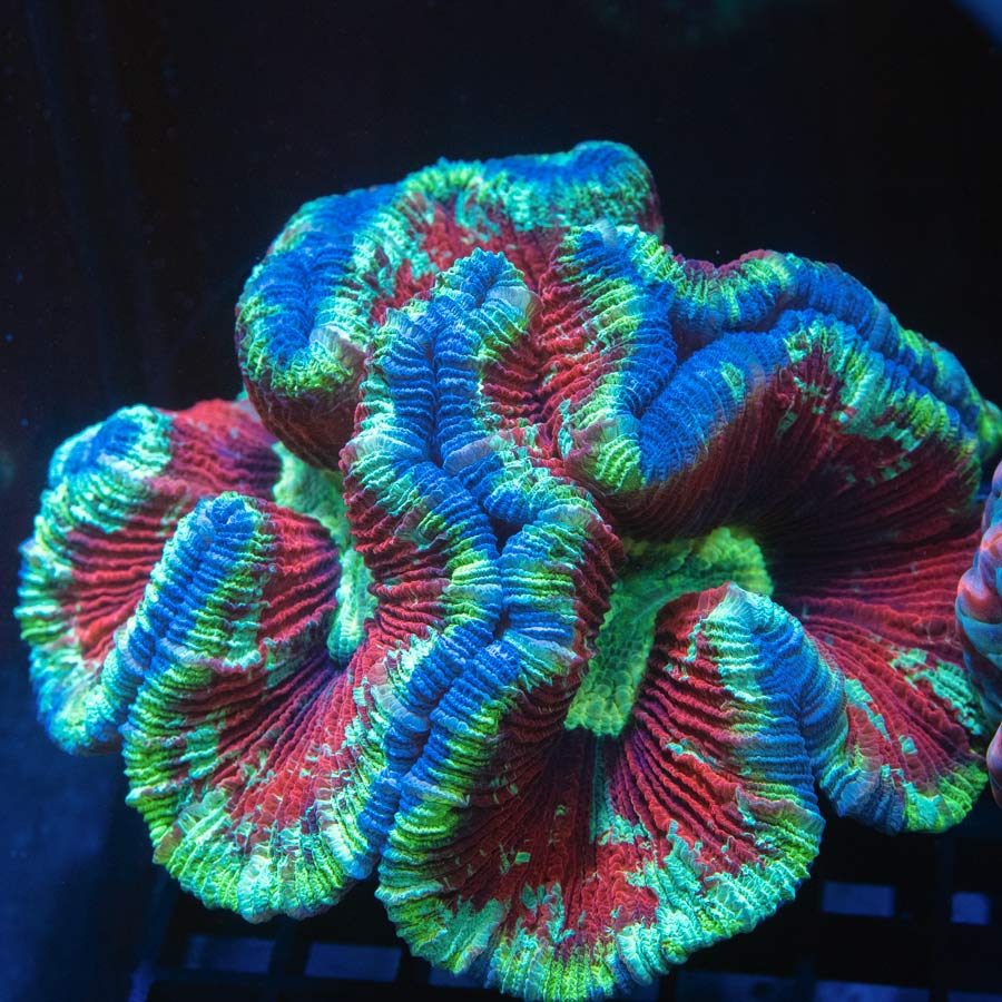 Trachyphyllia Super Hero (13 cm)