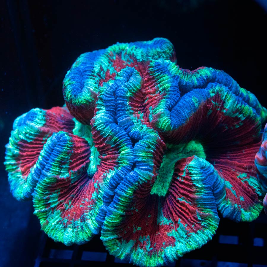 Trachyphyllia Super Hero (13 cm)