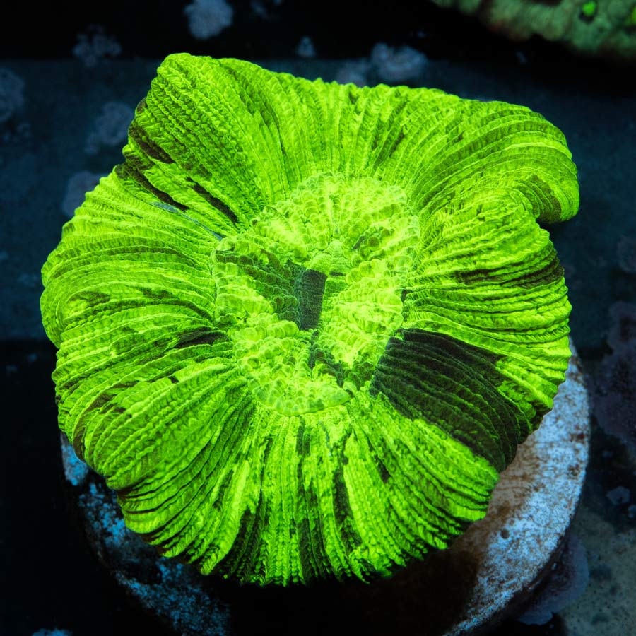 Trachyphyllia Ultra