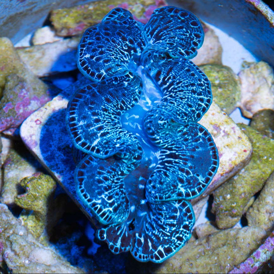 Tridacna Maxima Ultra Electric Blue 6 cm