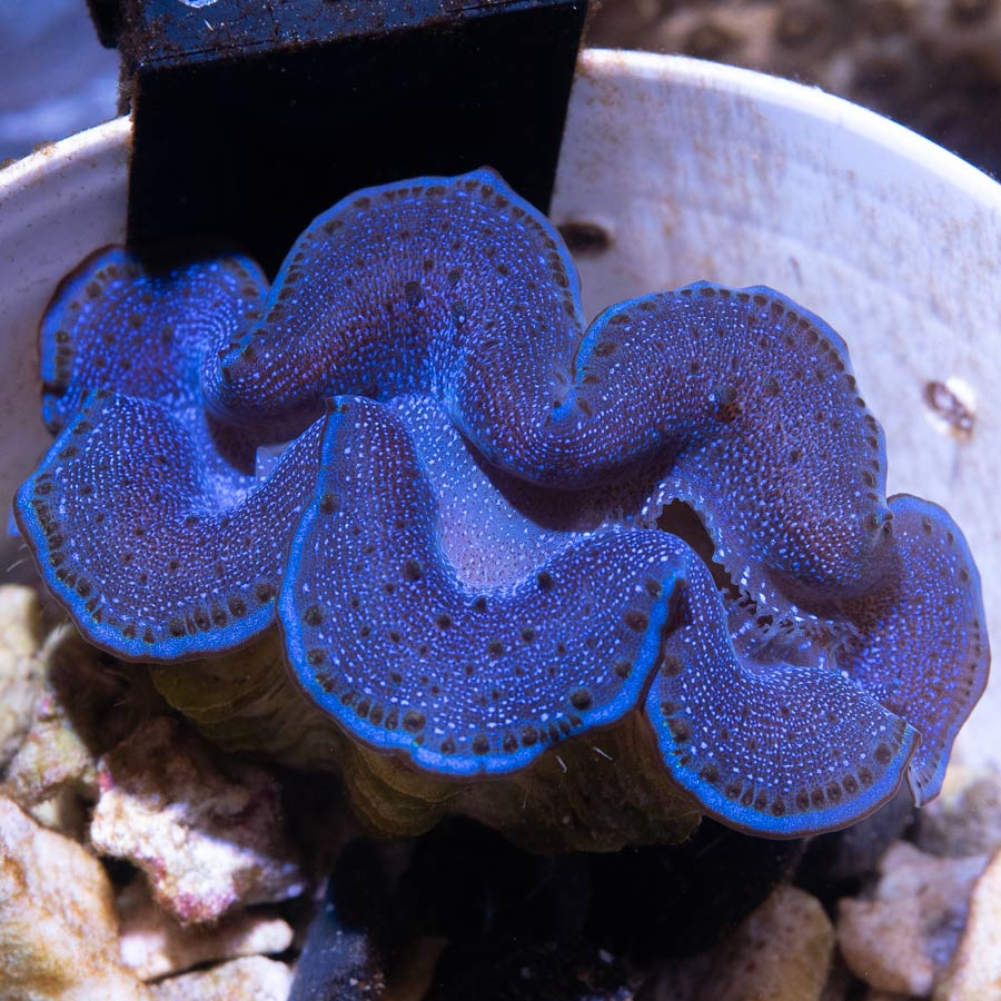 Tridacna azul