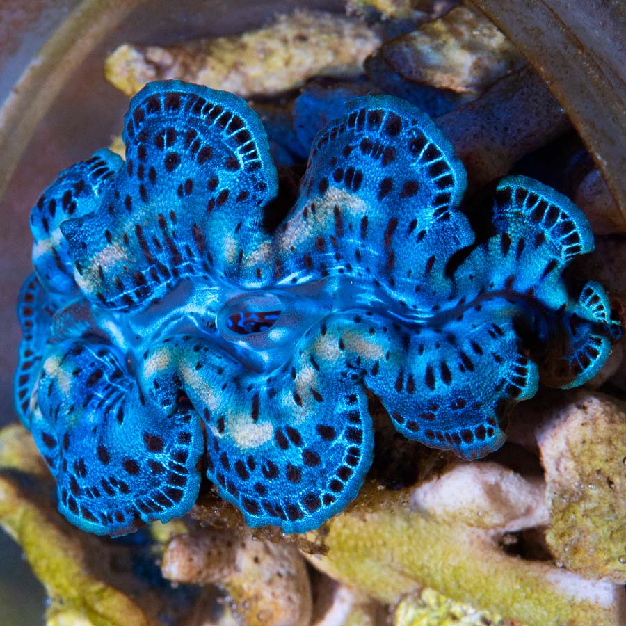 Tridacna Azul